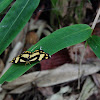 Epicopeiid moth