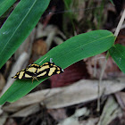 Epicopeiid moth