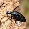 Oil beetle (female)