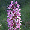 Hybrid Orchis