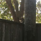 Eastern grey squirrel