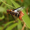 Bombylid bee-fly (♂)