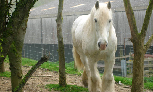 White Horse Wallpapers Screenshots 0