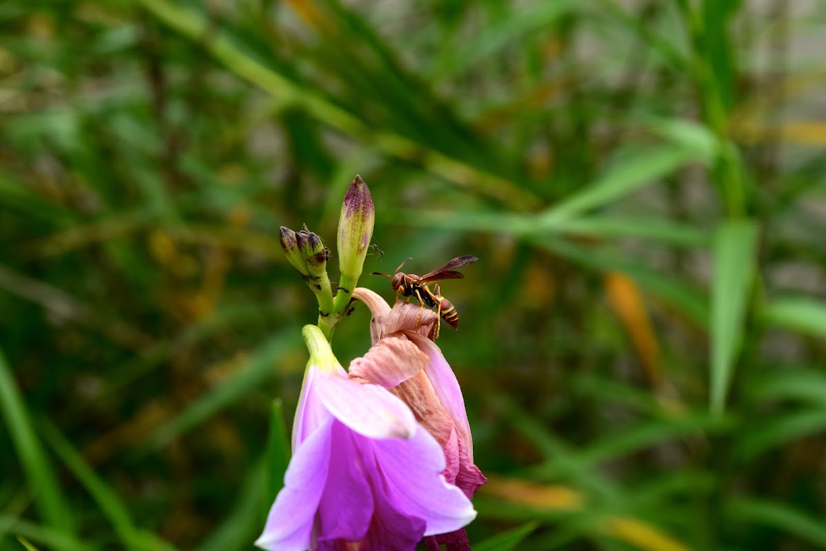 Avispa Campanera - northern paper wasp