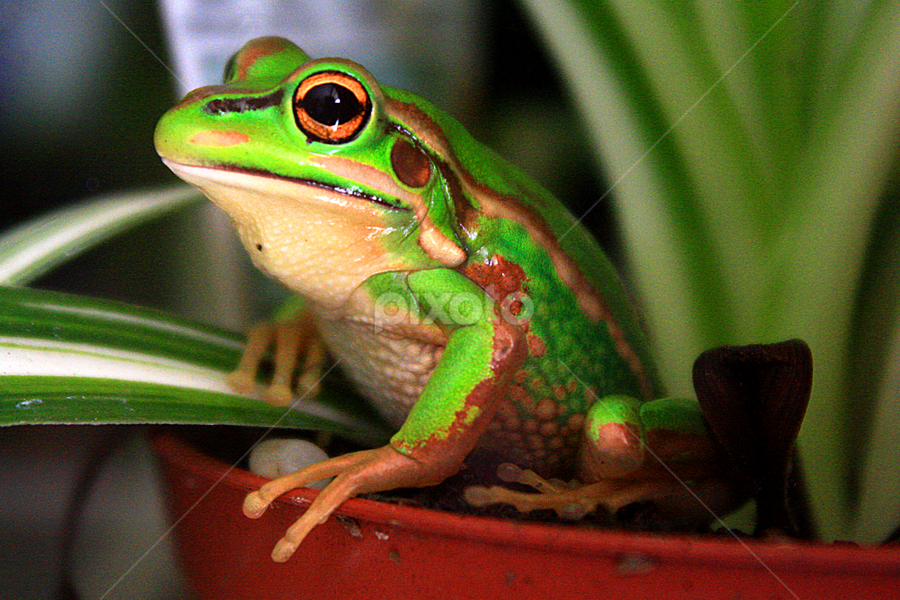 Southern Bell Frog (Litoria raniformis) by Phil Le Cren - Animals Amphibians