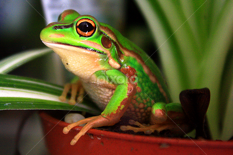 Southern Bell Frog (Litoria raniformis) by Phil Le Cren - Animals Amphibians ( frog, amphibian ·, southern bell frog )