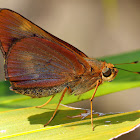 Orange palmdart ( Female )