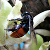 Orchid bee (male)