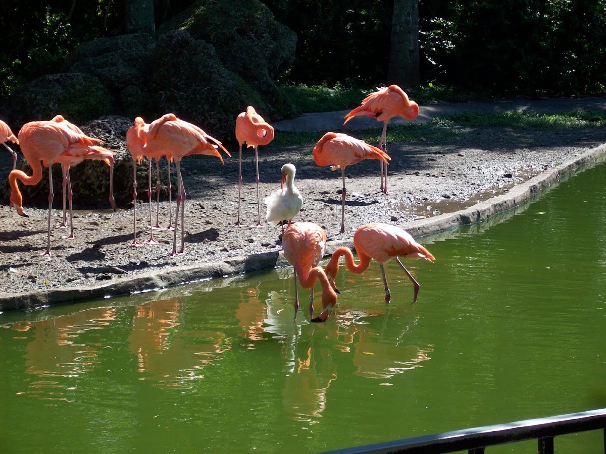 Caribbean Flamingos