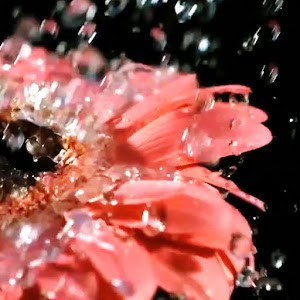 Beautiful flower wallpaper.apk 2.0