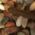 Central newt (eastern newt subspecies)