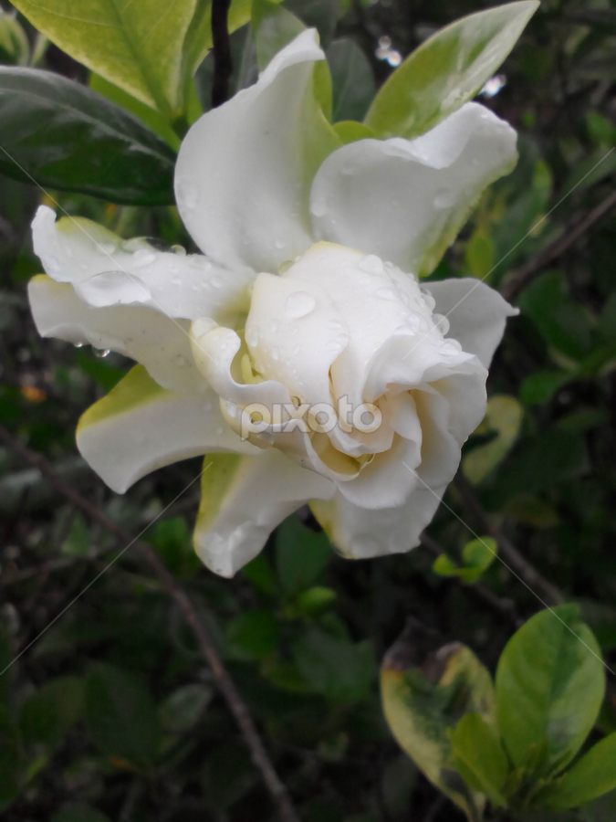 Bunga Kemboja Gardens Produce Nature Up Close Pixoto