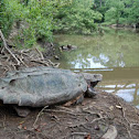 Alligator snapping turtle (male)