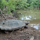 Alligator snapping turtle (male)