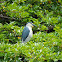 Black-crowned night heron (夜鷺)