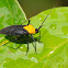 Black and yellow plant bug
