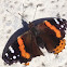 Red Admiral