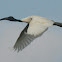 Oriental white ibis