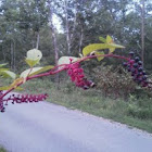 Pokeweed 