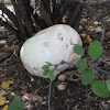 Common Giant Puffball mushroom