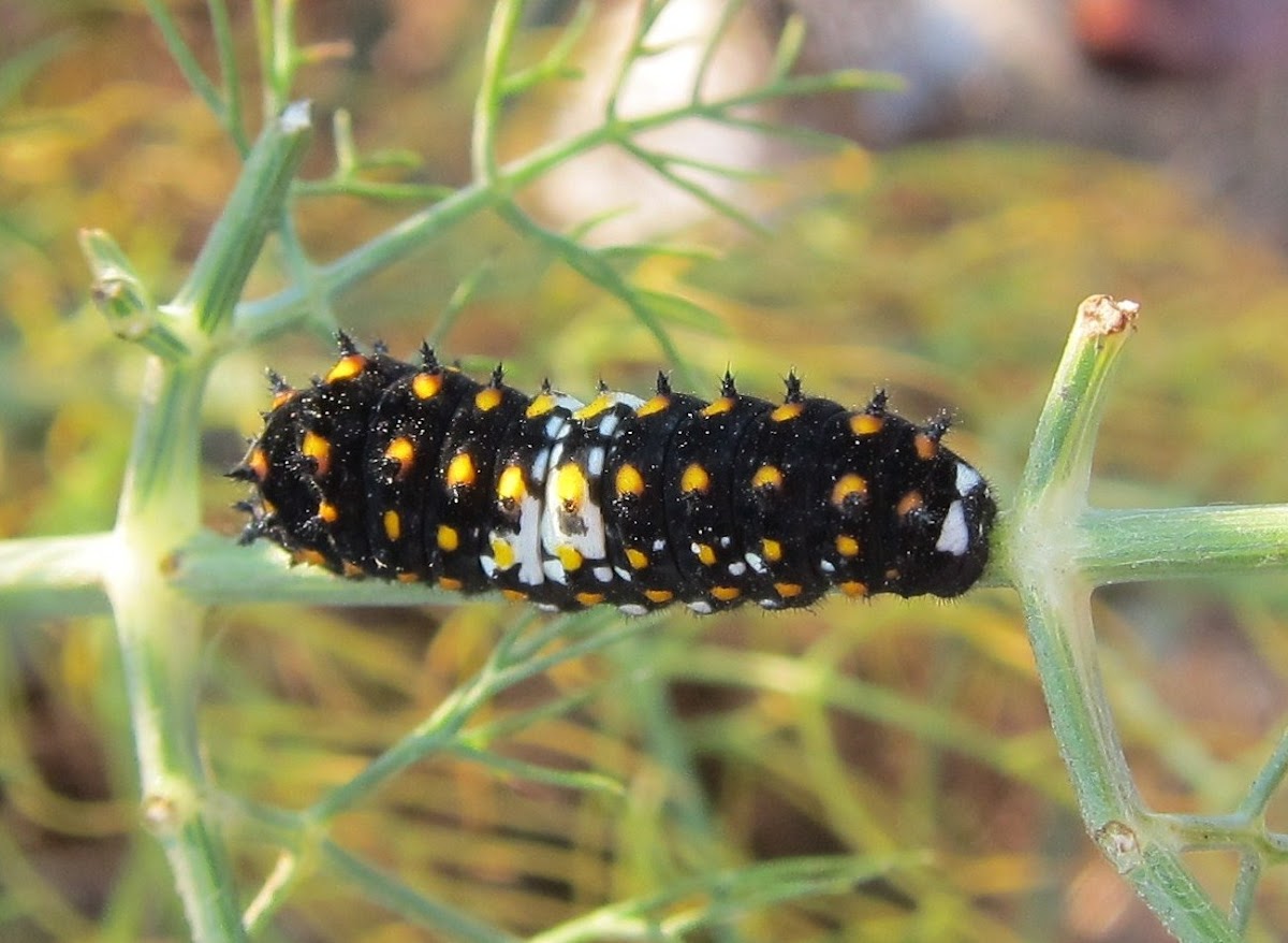 Anise Swallowtail 2nd instar larvae