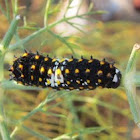 Anise Swallowtail 2nd instar larvae