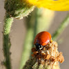 Spotless Ladybird Beetle