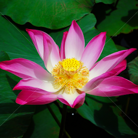 Water Lily by Mohamad Hafizuddin - Flowers Single Flower