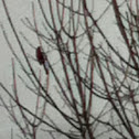 Northern Cardinal