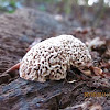 brain-shaped  fungi