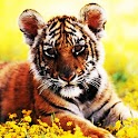 3D cute  tiger logo