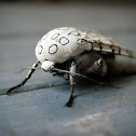 Giant Leopard Moth