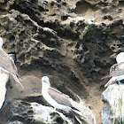 Blue footed Booby