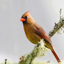 Cardinal