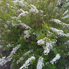 White flowered plant