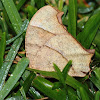 Evening Brown Butterfly