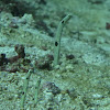 Spotted Garden eel