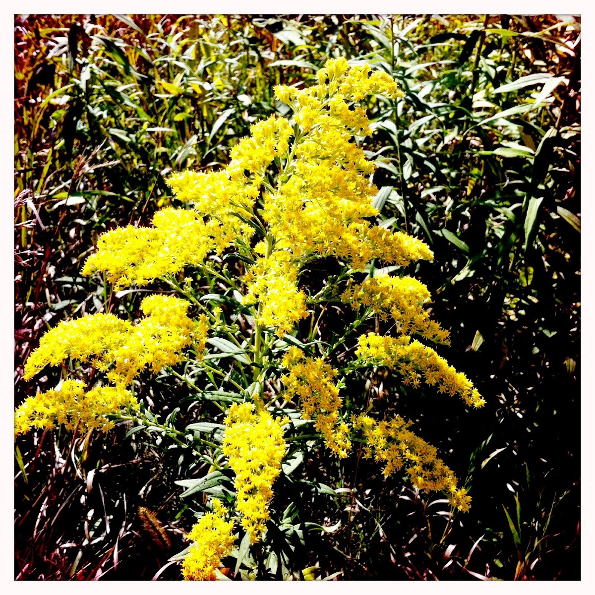 Goldenrod