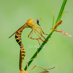 by Alvian Hp - Novices Only Macro