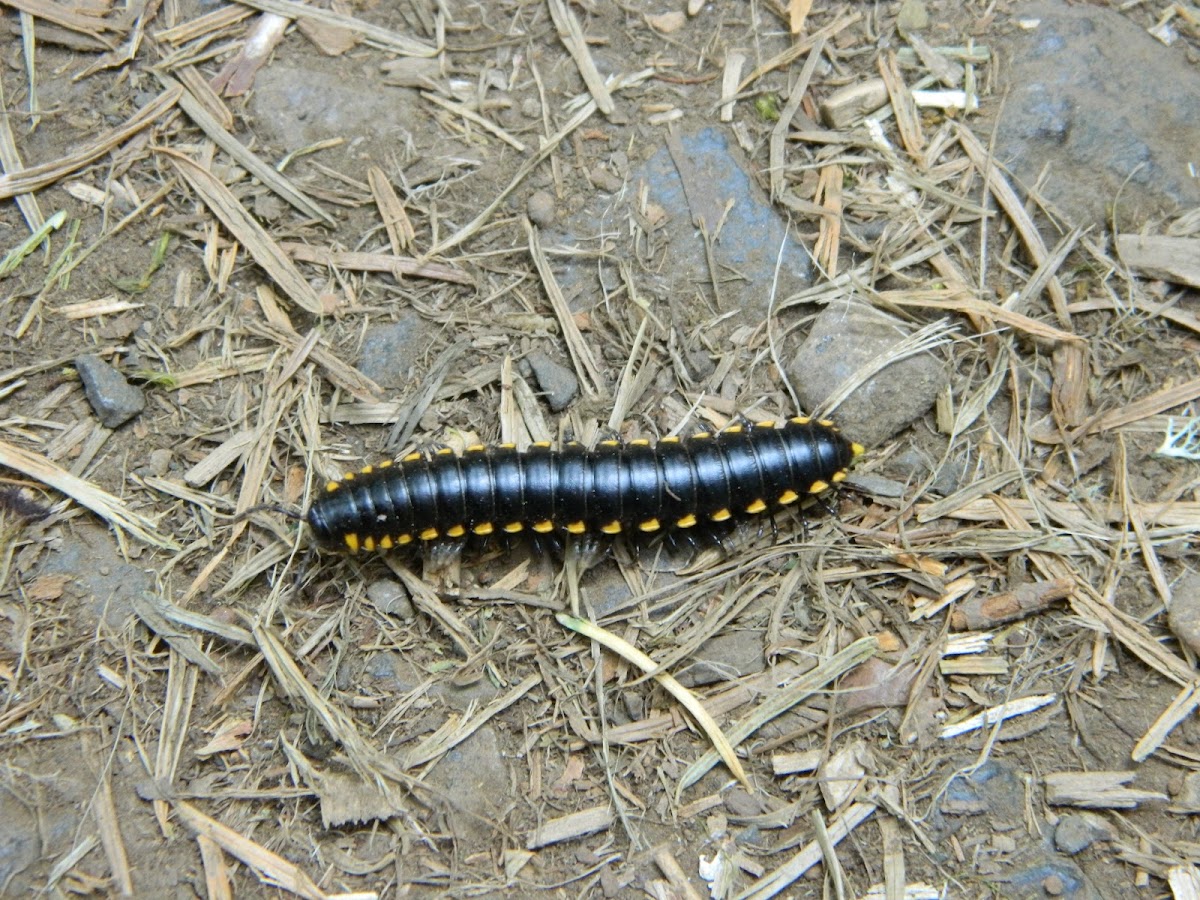 Yellow-spotted Millipede