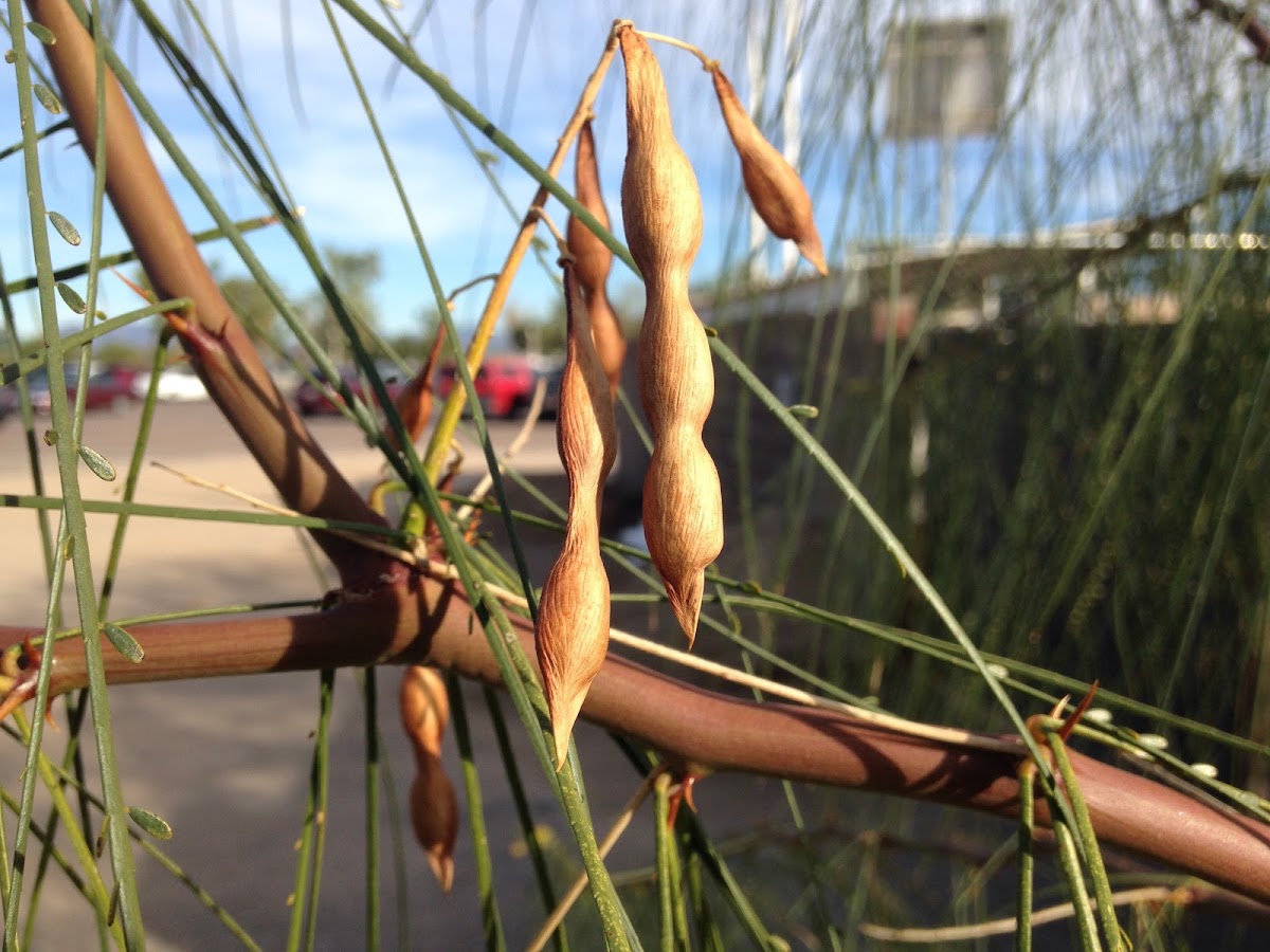 Shoestring Acacia