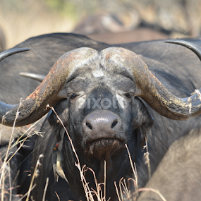 buffalo chill in kruger by Adrian Boom - Animals Other Mammals