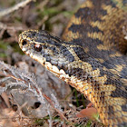 common European viper