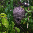 Wasp (nest)