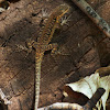 Tree lizard