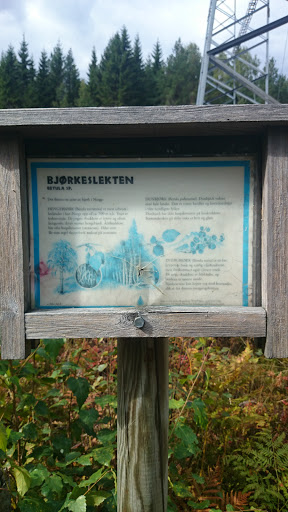 Tærruddalen Bjørk 