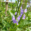 Blue Snakeweed/Porterweed