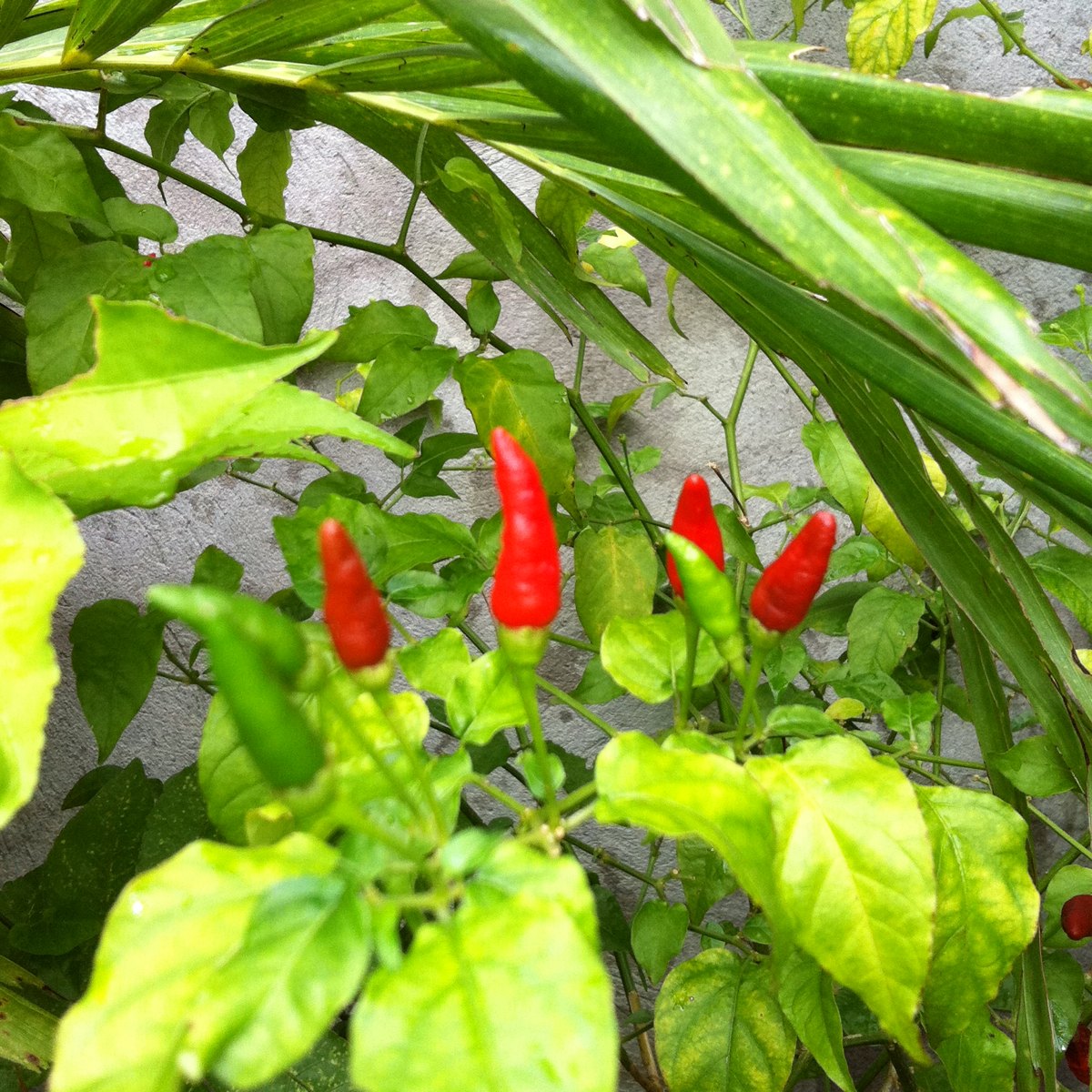 Chilli