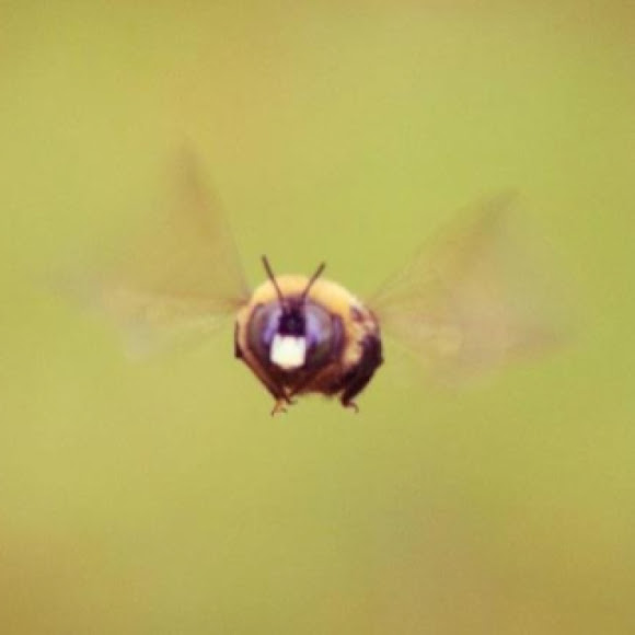Wood Boring Bumble Bee Project Noah