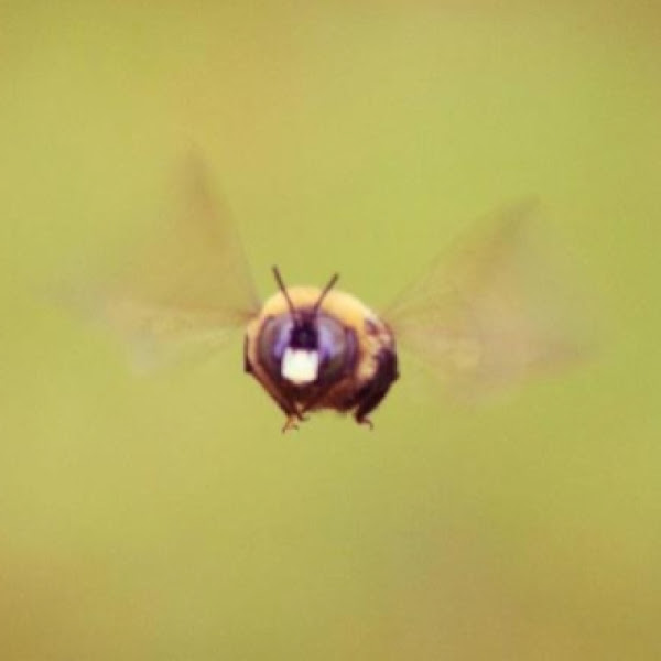 Wood Boring Bumble Bee Project Noah